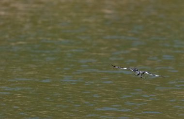 Nehre tünemiş Pied Kingfisher (Ceryle rudis) kuşu.