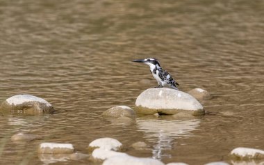 Pied Kingfisher (Ceryle rudis) bird perched on river. clipart