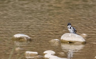 Nehre tünemiş Pied Kingfisher (Ceryle rudis) kuşu.