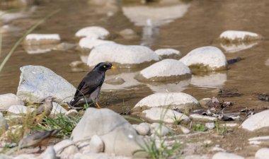 Orman Myna (Acridotheres fuscus) yağmur ormanlarında su gövdesinde yıkanan kuş..