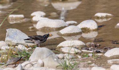 Jungle Myna (Acridotheres fuscus) bird bathing at the water body in rain forest. clipart