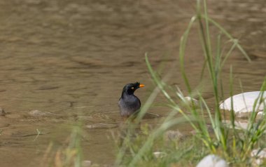 Jungle Myna (Acridotheres fuscus) bird bathing at the water body in rain forest. clipart