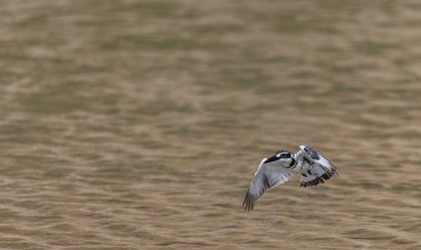 Pied Kingfisher (Ceryle rudis), nehir kenarındaki taşa tünemiş bir kuş..