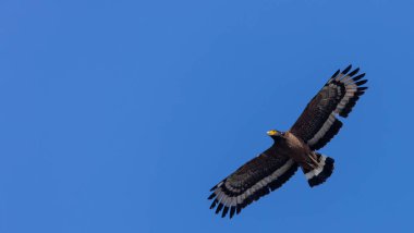 Ormanda uçan İbikli Yılan Kartalı (Spilornis cheela).