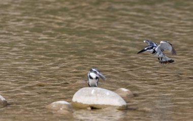 Pied Kingfisher (Ceryle rudis) kuşlar nehir kenarındaki taşlara tünediler..