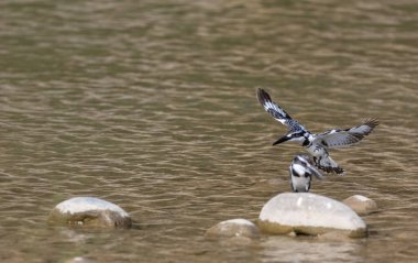 Pied Kingfisher (Ceryle rudis) kuşlar nehir kenarındaki taşlara tünediler..