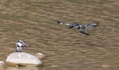 Pied Kingfisher (Ceryle rudis) kuşlar nehir kenarındaki taşlara tünediler..