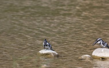 Pied Kingfisher (Ceryle rudis) kuşlar nehir kenarındaki taşlara tünediler..