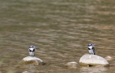 Pied Kingfisher (Ceryle rudis) kuşlar nehir kenarındaki taşlara tünediler..