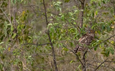 Kahverengi Balık Baykuşu (Bubo zeylonensis) ormandaki ağaçta tünemektedir..