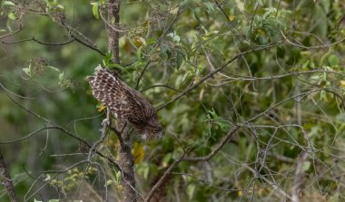 Kahverengi Balık Baykuşu (Bubo zeylonensis) ormandaki ağaçta tünemektedir..