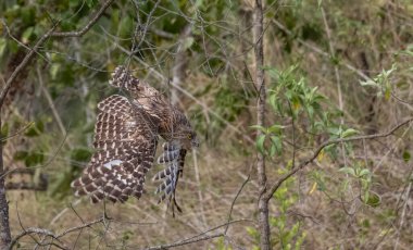 Kahverengi Balık Baykuşu (Bubo zeylonensis) ormandaki ağaçta tünemektedir..