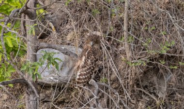 Kahverengi Balık Baykuşu (Bubo zeylonensis) ormandaki ağaçta tünemektedir..