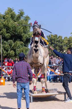 Bikaner, Rajasthan, Hindistan - 14 Ocak 2023: Bikaner Deve Festivali, kum tepeleri çöllerinde süslü develer 