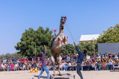 Bikaner, Rajasthan, Hindistan - 14 Ocak 2023: Bikaner Deve Festivali, kum tepeleri çöllerinde süslü develer 