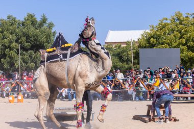 Bikaner, Rajasthan, Hindistan - 14 Ocak 2023: Bikaner Deve Festivali, kum tepeleri çöllerinde süslü develer 