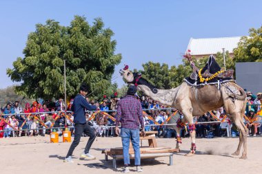 Bikaner, Rajasthan, Hindistan - 14 Ocak 2023: Bikaner Deve Festivali, kum tepeleri çöllerinde süslü develer 