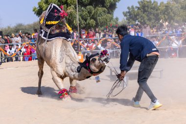 Bikaner, Rajasthan, Hindistan - 14 Ocak 2023: Bikaner Deve Festivali, kum tepeleri çöllerinde süslü develer 