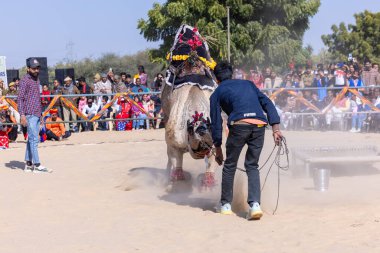 Bikaner, Rajasthan, Hindistan - 14 Ocak 2023: Bikaner Deve Festivali, kum tepeleri çöllerinde süslü develer 