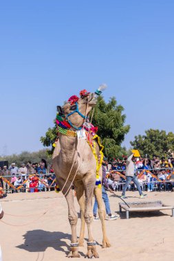 Bikaner, Rajasthan, Hindistan - 14 Ocak 2023: Bikaner Deve Festivali, kum tepeleri çöllerinde süslü develer 