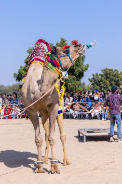 Bikaner, Rajasthan, Hindistan - 14 Ocak 2023: Bikaner Deve Festivali, kum tepeleri çöllerinde süslü develer 