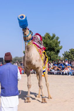 Bikaner, Rajasthan, Hindistan - 14 Ocak 2023: Bikaner Deve Festivali, kum tepeleri çöllerinde süslü develer 