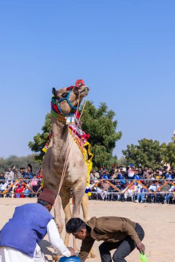 Bikaner, Rajasthan, Hindistan - 14 Ocak 2023: Bikaner Deve Festivali, kum tepeleri çöllerinde süslü develer 