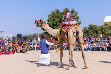 Bikaner, Rajasthan, Hindistan - 14 Ocak 2023: Bikaner Deve Festivali, kum tepeleri çöllerinde süslü develer 