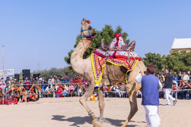 Bikaner, Rajasthan, Hindistan - 14 Ocak 2023: Bikaner Deve Festivali, kum tepeleri çöllerinde süslü develer 