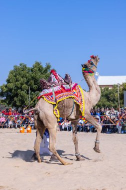 Bikaner, Rajasthan, Hindistan - 14 Ocak 2023: Bikaner Deve Festivali, kum tepeleri çöllerinde süslü develer 