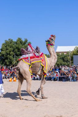 Bikaner, Rajasthan, Hindistan - 14 Ocak 2023: Bikaner Deve Festivali, kum tepeleri çöllerinde süslü develer 