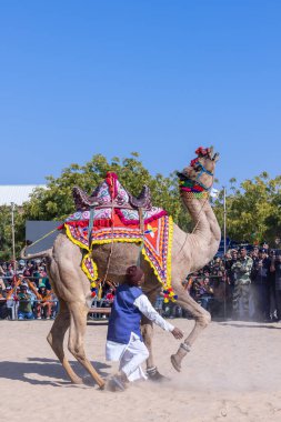 Bikaner, Rajasthan, Hindistan - 14 Ocak 2023: Bikaner Deve Festivali, kum tepeleri çöllerinde süslü develer 