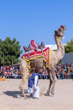 Bikaner, Rajasthan, Hindistan - 14 Ocak 2023: Bikaner Deve Festivali, kum tepeleri çöllerinde süslü develer 