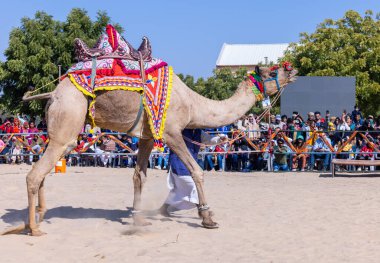 Bikaner, Rajasthan, Hindistan - 14 Ocak 2023: Bikaner Deve Festivali, kum tepeleri çöllerinde süslü develer 
