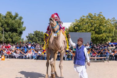 Bikaner, Rajasthan, Hindistan - 14 Ocak 2023: Bikaner Deve Festivali, kum tepeleri çöllerinde süslü develer 