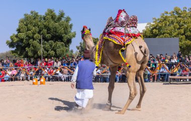 Bikaner, Rajasthan, Hindistan - 14 Ocak 2023: Bikaner Deve Festivali, kum tepeleri çöllerinde süslü develer 