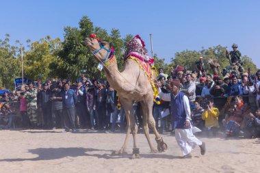 Bikaner, Rajasthan, Hindistan - 14 Ocak 2023: Bikaner Deve Festivali, kum tepeleri çöllerinde süslü develer 