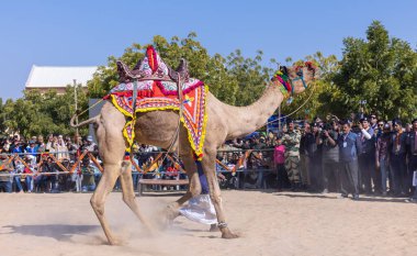 Bikaner, Rajasthan, Hindistan - 14 Ocak 2023: Bikaner Deve Festivali, kum tepeleri çöllerinde süslü develer 