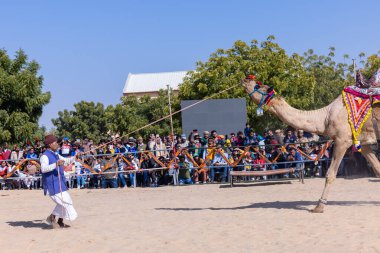 Bikaner, Rajasthan, Hindistan - 14 Ocak 2023: Bikaner Deve Festivali, kum tepeleri çöllerinde süslü develer 