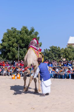 Bikaner, Rajasthan, Hindistan - 14 Ocak 2023: Bikaner Deve Festivali, kum tepeleri çöllerinde süslü develer 