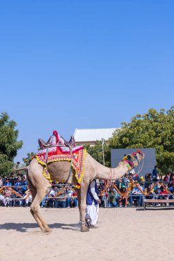Bikaner, Rajasthan, Hindistan - 14 Ocak 2023: Bikaner Deve Festivali, kum tepeleri çöllerinde süslü develer 