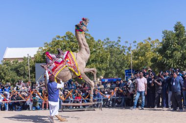 Bikaner, Rajasthan, Hindistan - 14 Ocak 2023: Bikaner Deve Festivali, kum tepeleri çöllerinde süslü develer 
