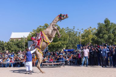 Bikaner, Rajasthan, Hindistan - 14 Ocak 2023: Bikaner Deve Festivali, kum tepeleri çöllerinde süslü develer 
