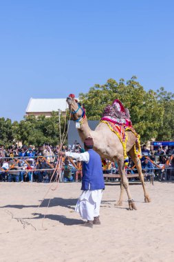 Bikaner, Rajasthan, Hindistan - 14 Ocak 2023: Bikaner Deve Festivali, kum tepeleri çöllerinde süslü develer 