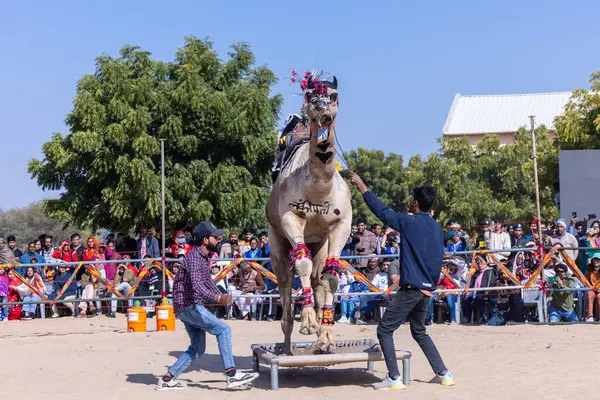 Bikaner, Rajasthan, Hindistan - 14 Ocak 2023: Bikaner Deve Festivali, kum tepeleri çöllerinde süslü develer 