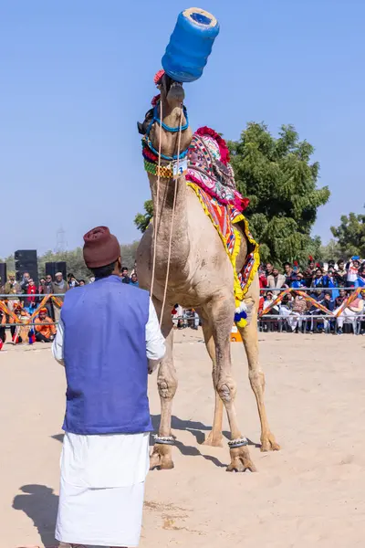 Bikaner, Rajasthan, Hindistan - 14 Ocak 2023: Bikaner Deve Festivali, kum tepeleri çöllerinde süslü develer 