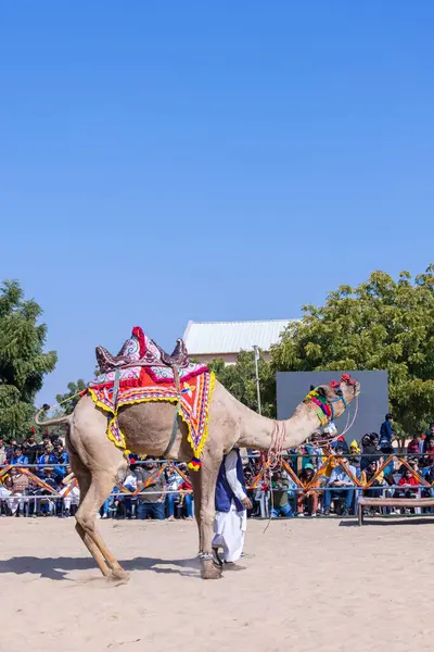 Bikaner, Rajasthan, Hindistan - 14 Ocak 2023: Bikaner Deve Festivali, kum tepeleri çöllerinde süslü develer 