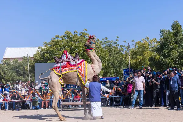 Bikaner, Rajasthan, Hindistan - 14 Ocak 2023: Bikaner Deve Festivali, kum tepeleri çöllerinde süslü develer 