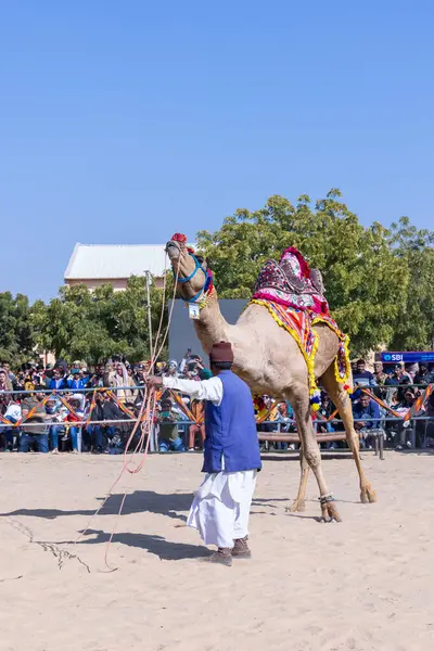 Bikaner, Rajasthan, Hindistan - 14 Ocak 2023: Bikaner Deve Festivali, kum tepeleri çöllerinde süslü develer 