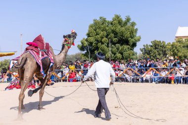 Bikaner, Rajasthan, Hindistan - 14 Ocak 2023: Bikaner Deve Festivali, kum tepelerinde deve dansı 